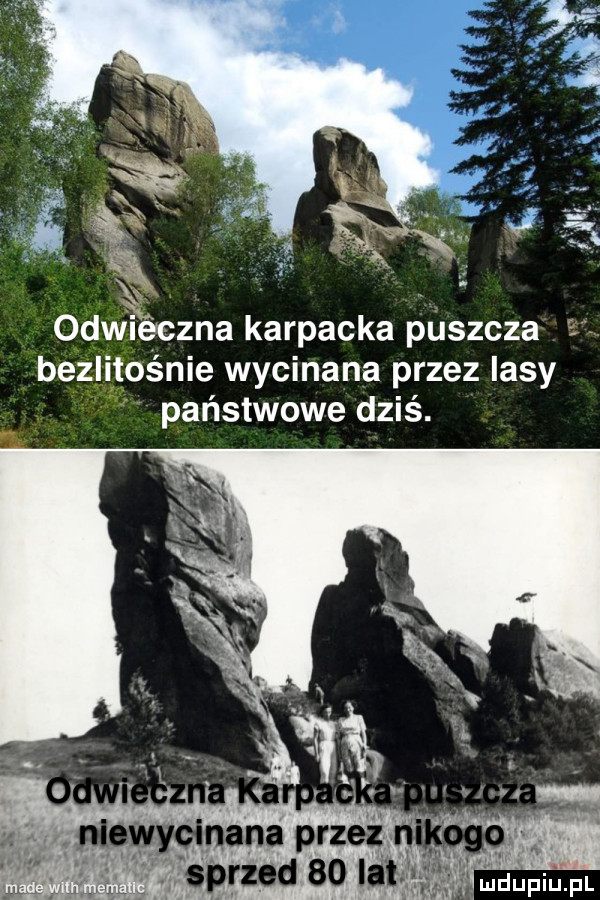 w odwieczna karpacka puszcza bezlitośnie wycinana przez lasy państwowe dziś