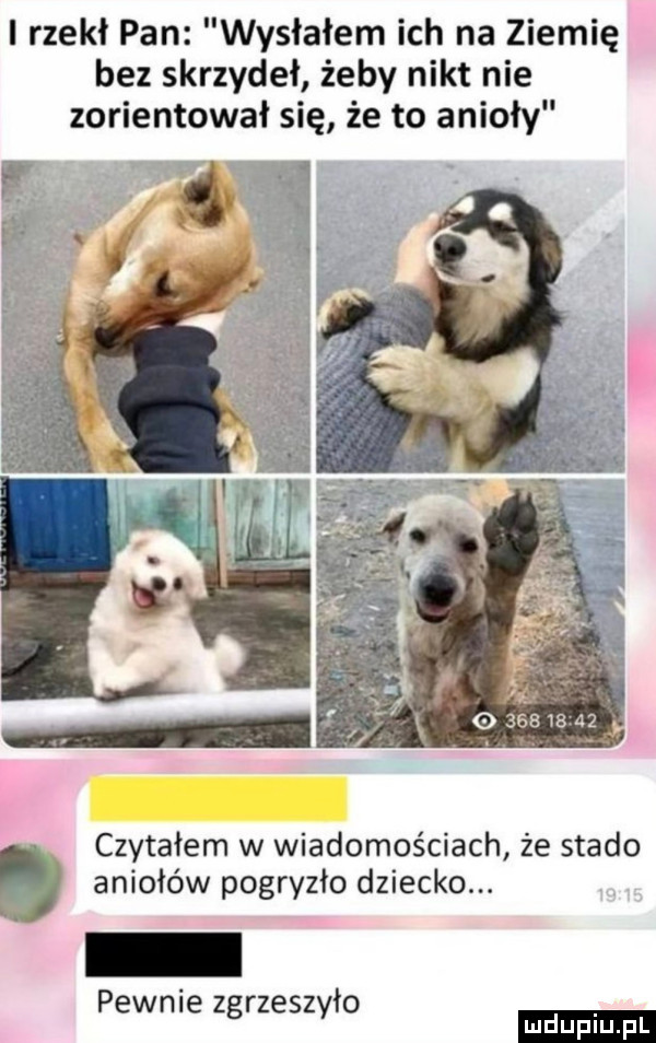 l rzekł pan wysłałem ich na ziemię bez skrzydeł żeby nikt nie zorientował się że to anioły sf o          czytałem w wiadomościach że stado aniołów pogryzło dziecko. pewnie zgrzeszyło ludu iu. l