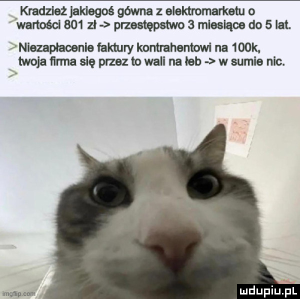 kradzież jakiegoś gówna z elektromarketu o wartości     zł przestępstwo   miesiąw do   lat. l niezapłacenie faktury kontrahentowi na    k x twoja ﬁnna się przez to will na leb w sumie nic. mam