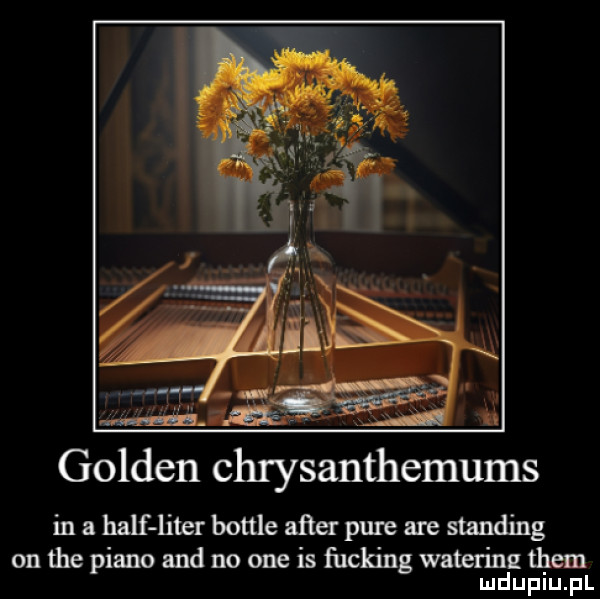 golden chrysanthemums in a half liter bottle aﬁerpute are standing on tee piano and no one is fucking watering them ludupiu. pl
