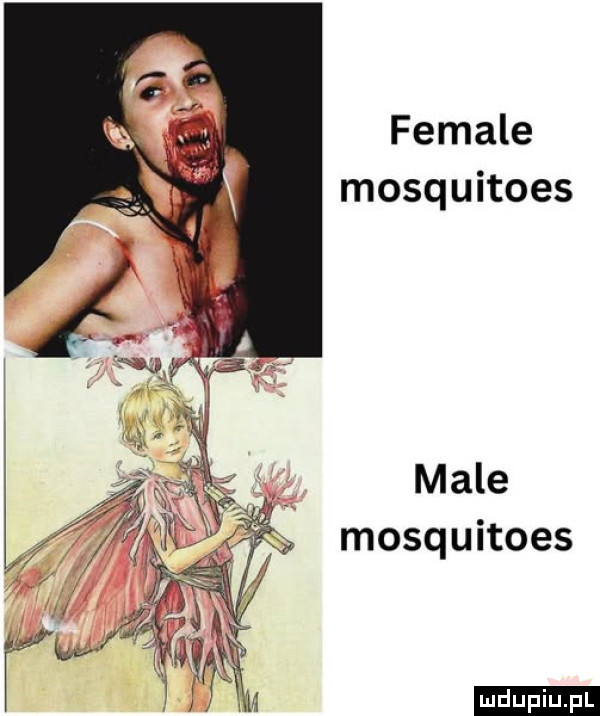 female mosquitoes male mosquitoes