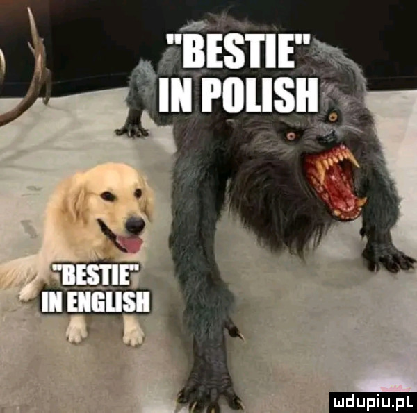 upiu pl