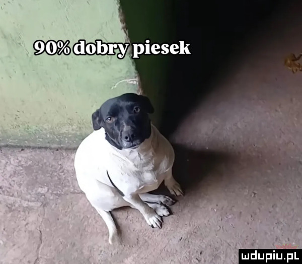 dobry piesek ludu iu. l