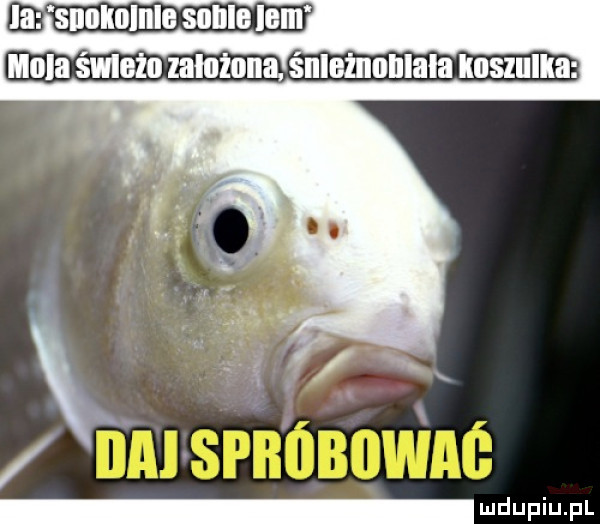 la snolmlnle some lem mola m    zalatana. snlelnolllala keislliikﬂ