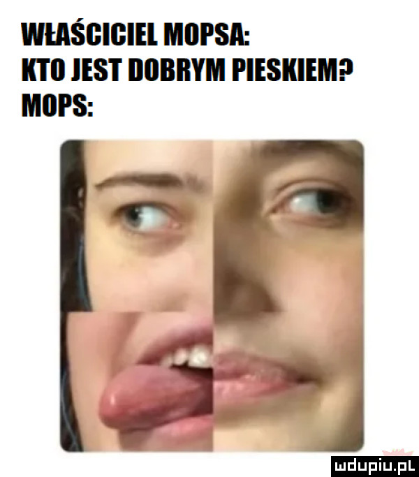właśgigiel mopsa ibl ll ihs i iiiibbym piesikiem mops