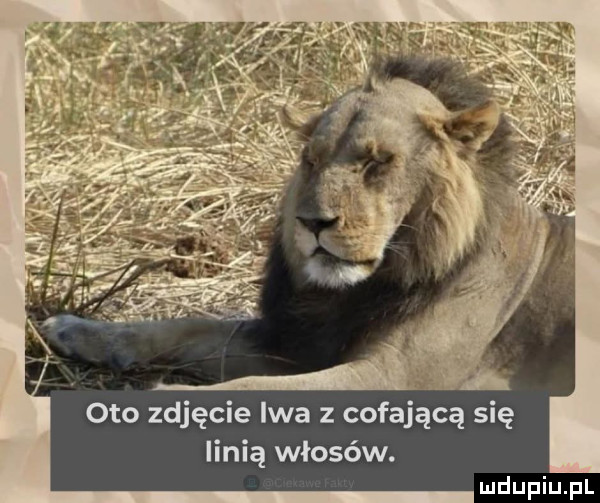 a oto zdjęcie lwa z cofają łą się linią włosów