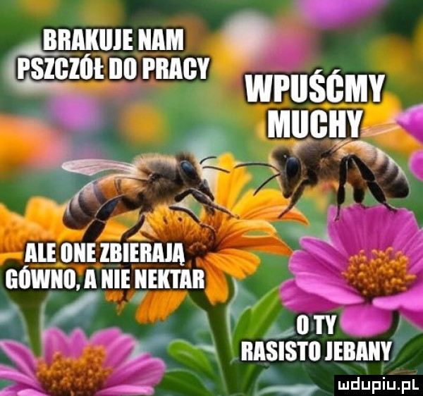 all licie lbieama gowin aiiieiiek iiib kw   mismmm ludupiu. pl