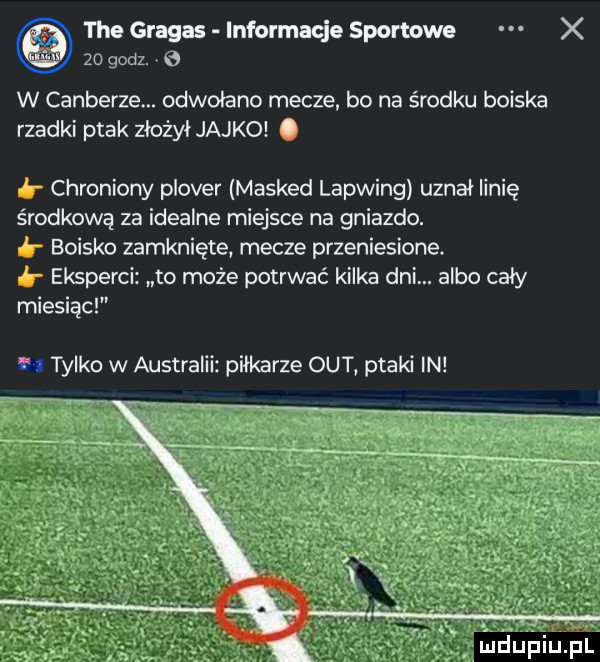 tee grega informacje sportowe x    godz. w canberze. odwołano mecze bo na środku boiska rzadki ptak złożył jajko. chroniony ploter masked lapwing uznał linię środkową za idealne miejsce na gniazdo. boisko zamknięte mecze przeniesione. eksperci to może potrwać kilka dni. albo cały miesiąc tylko w australii piłkarze out ptaki in