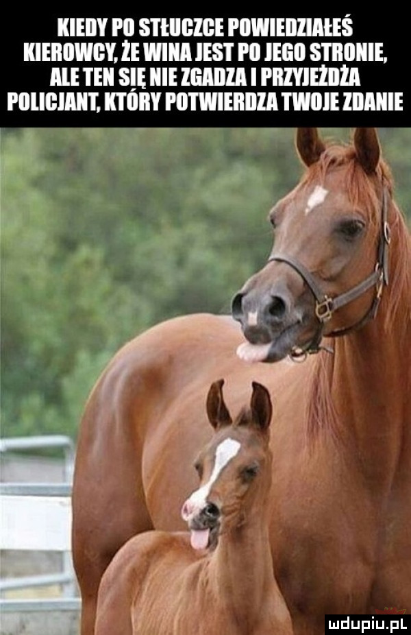 kieiiy p  stiiiihbe piiwieiiziiies kierowcy ie wina ihs i i ll ingo stiiiiiiie ale i ebi s ę icie mam i przyieiiiżii pllliihaiit ktory potwieiłilla taine iiimiie