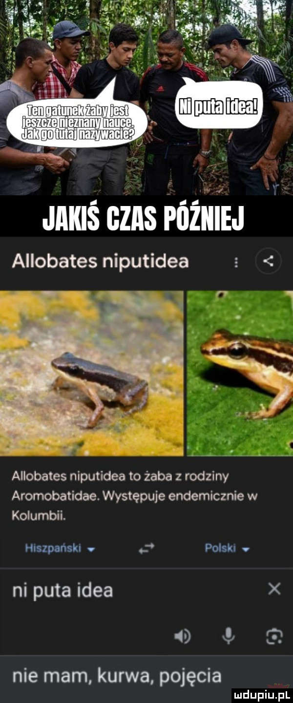 jakiś czas różnie aiiobates niputidea s allobates niputidea to żaba z rodziny aromobatidae. występuje endemicznie w kolumbii. hiszpański polski ni puta idea d gj nie mam kurwa pojęcia