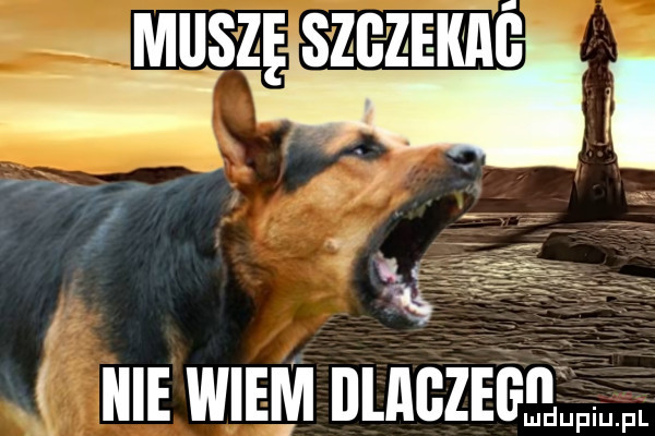 masz szisz i ę niewiem ﬂlﬂgzegﬂ up