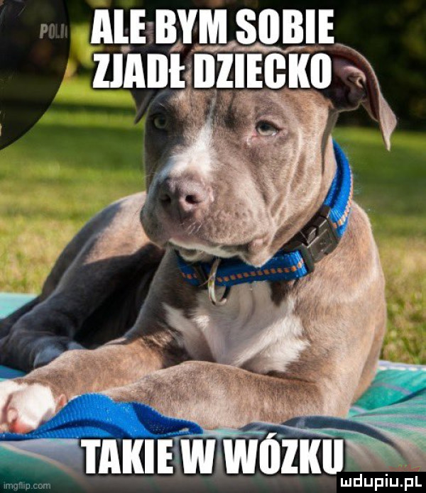alj nm snuli unum takie w wczk mmm ludupiu. pl
