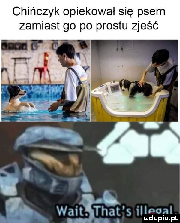 chińczyk opiekował się psem zamiast go po prestu zjeść   walt. th al s ilir gal lud upiu. pl