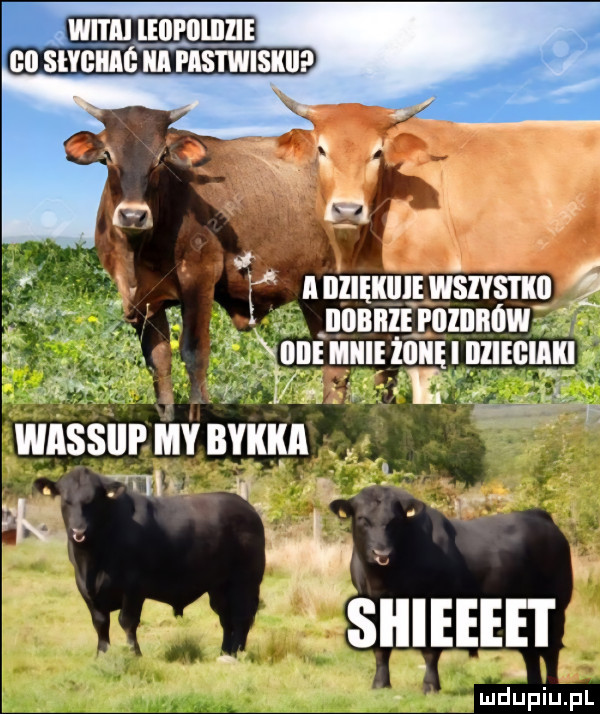 y f f. abziękiiiewsivstko   l. nonnurolnnnw. unmmuomnzlmm age f l   wnssur memu ml w. x suliim