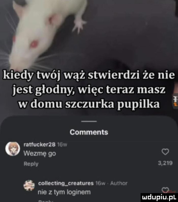 kiedy twój wąż stwierdzi że nie jest głodny więc teraz masz a w domu szczurka pupilka f comments mundurze itw wezmę go   realy       oollecłimcvnlum km. amur nie z tym loginem o