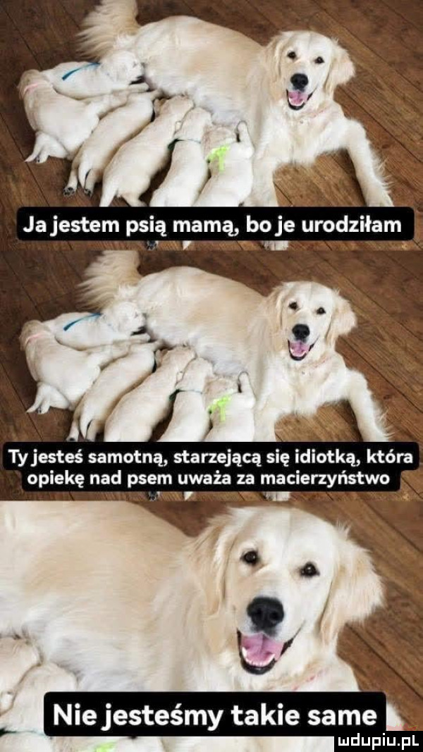 ja jestem psią mamą bo je urodziłam. e f tyjestes samotną starzejącą sie idiotką która opiekę nad psem uważa za macierzyństwo niejesteśmy takie same
