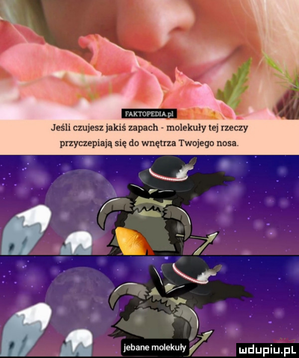 r. jeśli czujesz jakiś zapach molekuły tej rzeczy przyczepiają się do wnętrza twojego nosa. mdupip l