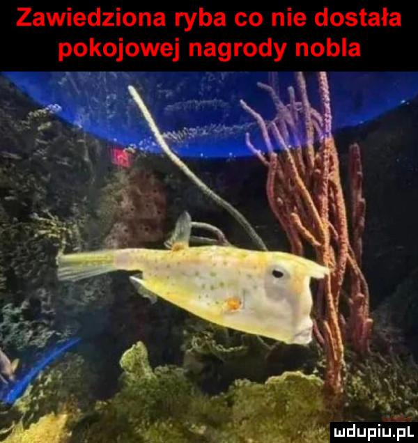 zawiedziona ryba co nie dostała pokojowej nagrody nobla