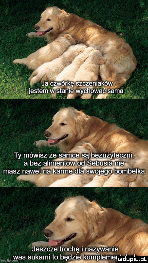 j. reę szczeniaków hoja sagan ha jeszcze trochę nazywanie i immuncyyas sukami to hę kornplefr e fi. fl