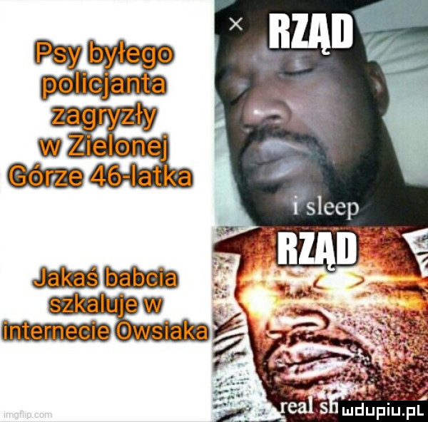 psy boy e go policjanta zagryzły w zielonej latka