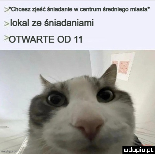 chcesz zjeść śniadanie w centrum średniego miasta iokal ze éniadaniami  twarde od    mwmw