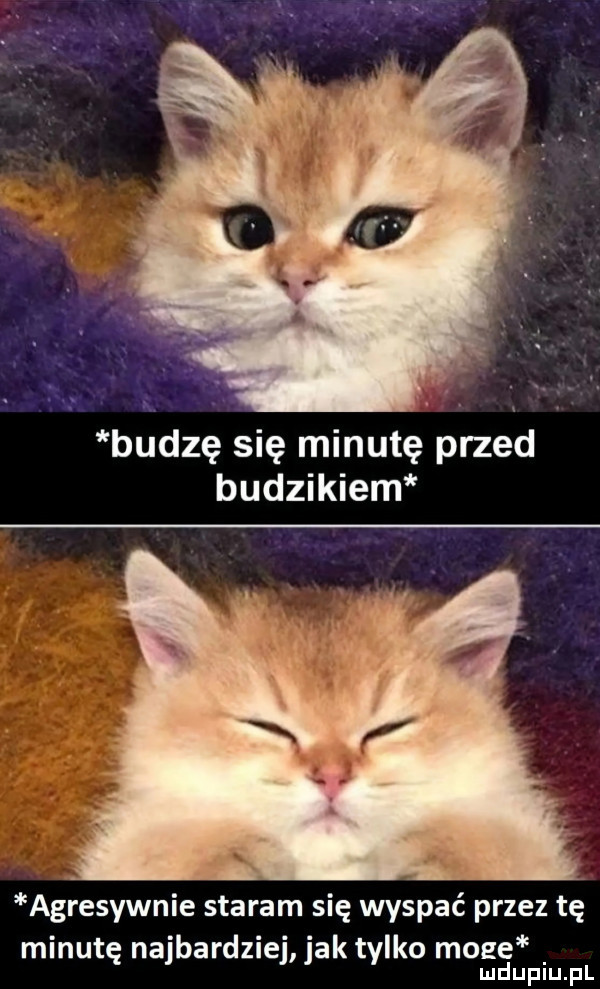 budzę się minutę przed budzikiem agresywnie staram się wyspać przez tę minutę najbardziej jak tylko moze mduplu pl