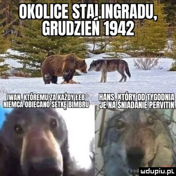 okolice stmiiigbaiiu. glllllllleii      i