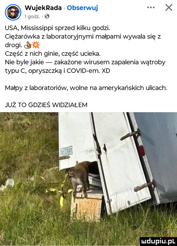 wujekrada obserwuj l godz e usa mississippi sprzed kilku godzi. ciężarówka z laboratoryjnymi malpami wywala się z drogi. część z nich ginie część ucieka. nie bylejakie zakażone wirusem zapalenia wątroby typu c opryszczką i covld em. xd małpy z laboratoriów wolne na amerykańskich ulicach. już to gdzieś wódzia lem mdupiierl