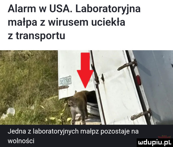 alarm w usa. laboratoryjna małpa z wirusem uciekła z transportu jedna z laboratoryjnych małpz pozostaje na wolności