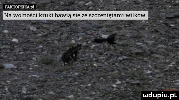 rmmpmpl na wolności kbk baw ą się ze szczemętami walków