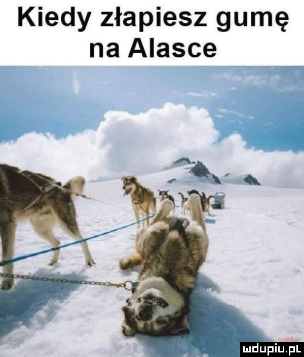 kiedy złapiesz gumę na alasce