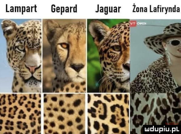 lampart gepard jaguar żonalafirynda