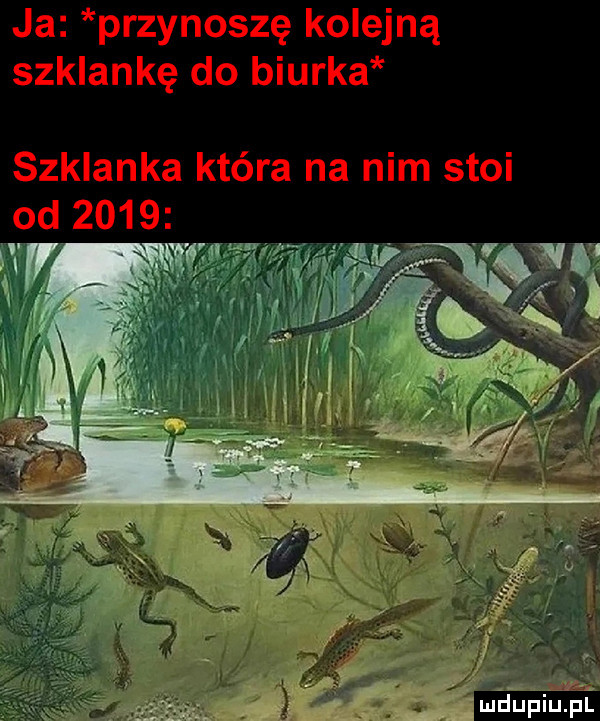 abakankami upiu pl