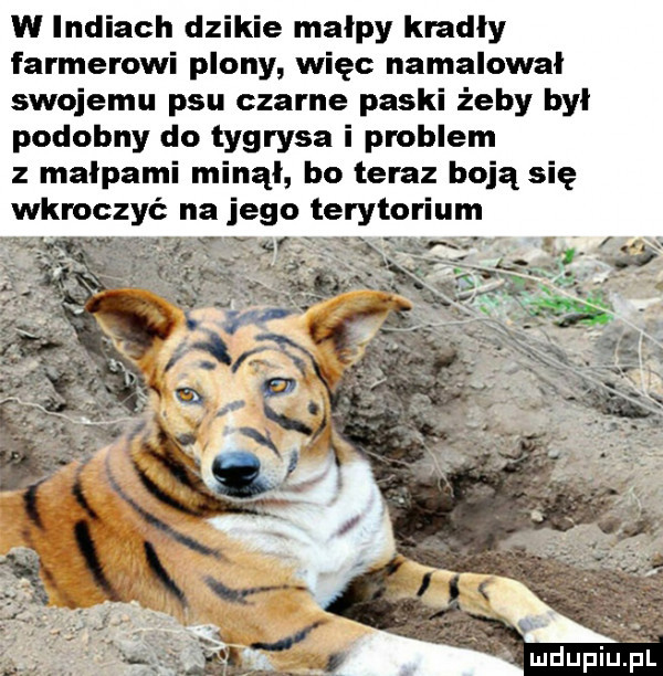 w indiach dzikie malpy kradły farmerowi plony więc namalował swojemu psu czarne paski żeby był podobny do tygrysa i problem z małpami minął bo teraz boją się wkroczyć na jego terytorium. aw
