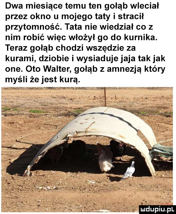 dwa miesiące temu ten gołąb wleciał przez okno u mojego taty i stracił przytomność. tata nie wiedział co z nim robić więc włożył go do kurnika. teraz gołąb chodzi wszędzie za kurami dziobie i wysiaduje jaja tak jak one. oto walter gołąb z amnezją który myśli że jest kurą. wx v. m     ał n