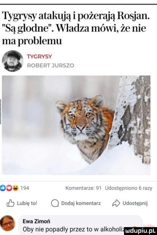 tygrysy atakują i pożerają rosjan. są głodne. władza mówi że nie ma problemu tygrysy robert jurszo        komentarze    udoslepmono   razy cb lublęto q dodaj komentarz a udostępnij. ewa zimoń oby nie popadły przez to w alkoholi