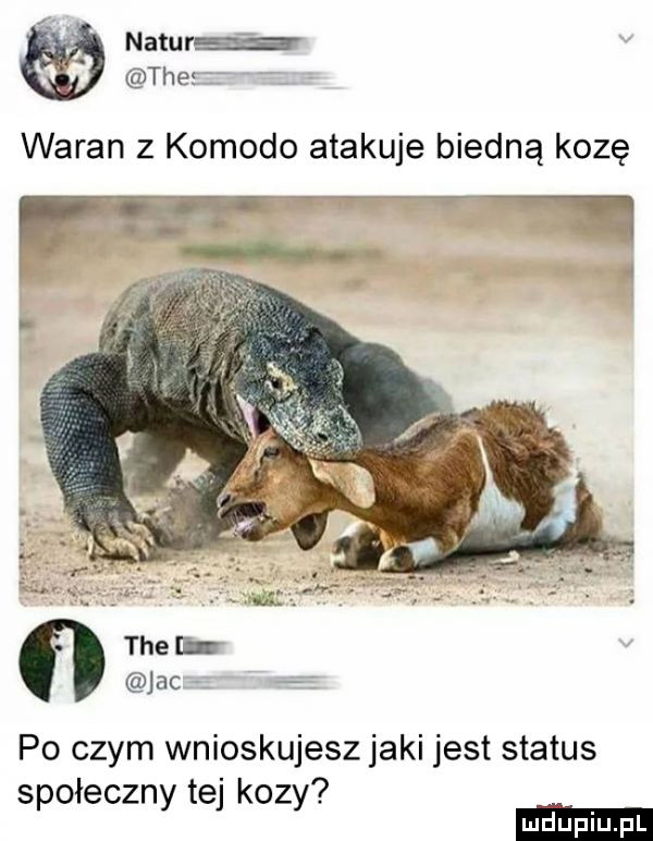 w naturze tee waran z komodo atakuje biedną kozę tee jac po czym wnioskujesz jaki jest status społeczny tej kozy