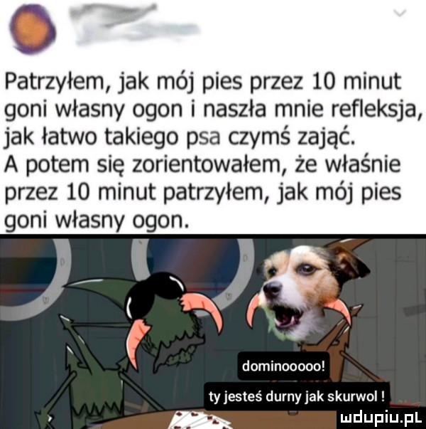 o patrzyłem jak mój pies przez    minut goni własny ogon i naszła mnie refleksja jak łatwo takiego psa czymś zająć. a potem się zorientowałem że właśnie przez    minut patrzyłem jak mój pies goni własny ogon. f i w. dominooooo ty jesteś durny jak skurwol