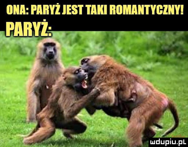 nin i aiiyż ihs i i lllll iiiimiiitybiiiyi