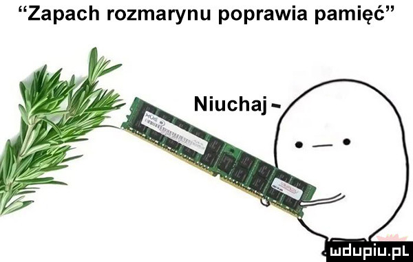 zapach rozmarynu poprawia pamięć jdu piupl