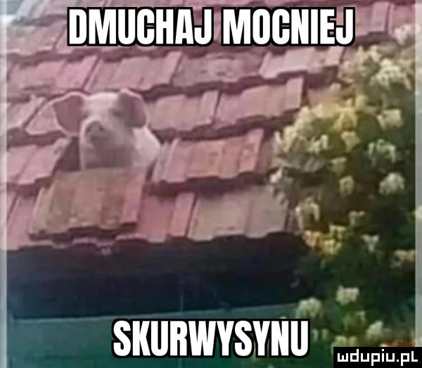 nmugumoimu. n. suunwvsxuu mai fl