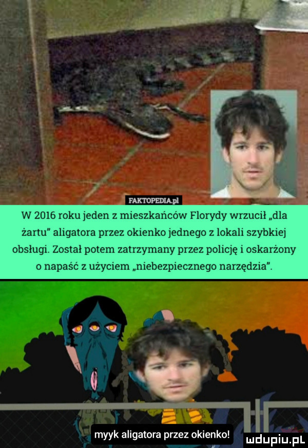 w      mru jeden z mieszkańców florydy wrzucił dla żartu aligatora przez okienko jednego z lokali szybkiej obslugi. zostal potem zatrzymany przez policję i oskarżony o napaść z uzyciem niebezpiecznego narzędzia i x ibl mzyk aligatora przez ogier i ko