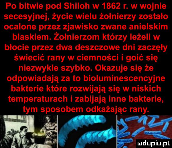 po bitwie pod shiloh w     r. w wojnie secesyjnej życie wielu żołnierzy zostalo ocalone przez zjawisko zwane anielskim blaskiem. żołnierzom którzy leżeli w błocie przez dwa deszczowe dni zaczęły świecić rany w ciemności i goić się niezwykle szybko. okazuje się że odpowiadają za to bioluminescencyjne bakterie które rozwijają się w niskich temperaturach i zabijają inne bakterie. tym sposobem odkażając rany. mfleeiiupl