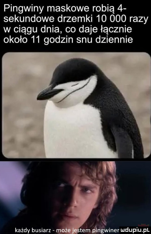 pingwiny maskowe robią   sekundowe drzemki        razy w ciągu dnia co daje łącznie około    godzin snu dziennie każdy busiarz mo tam p ingwiner