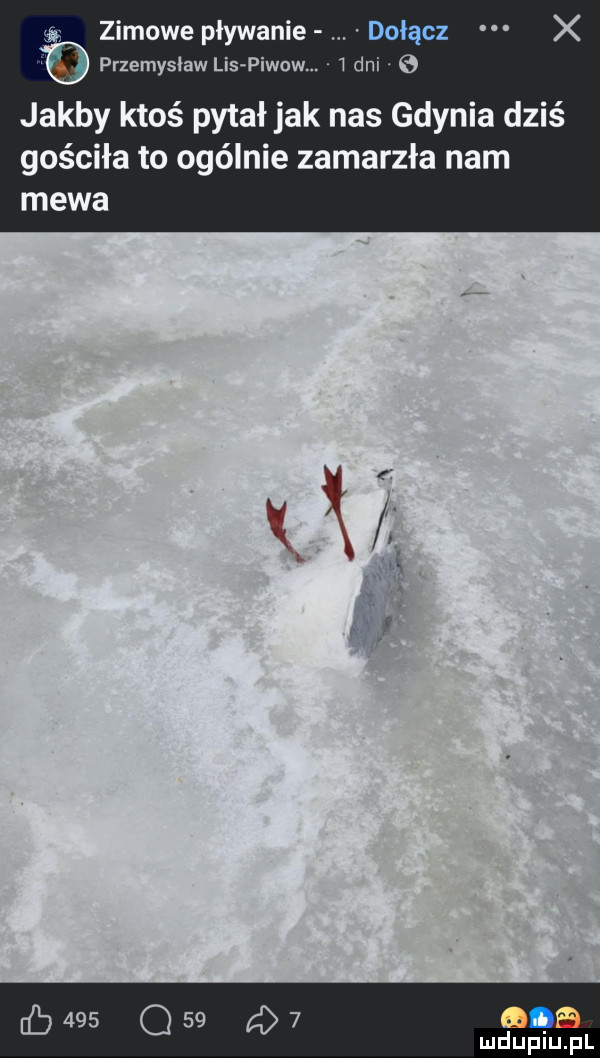 at zimowe plywanie dołącz x przemysław lis piwow.   dni e jakby ktoś pytał jak nas gdynia dziś gościła to ogólnie zamarzła nam mewa     q     nas