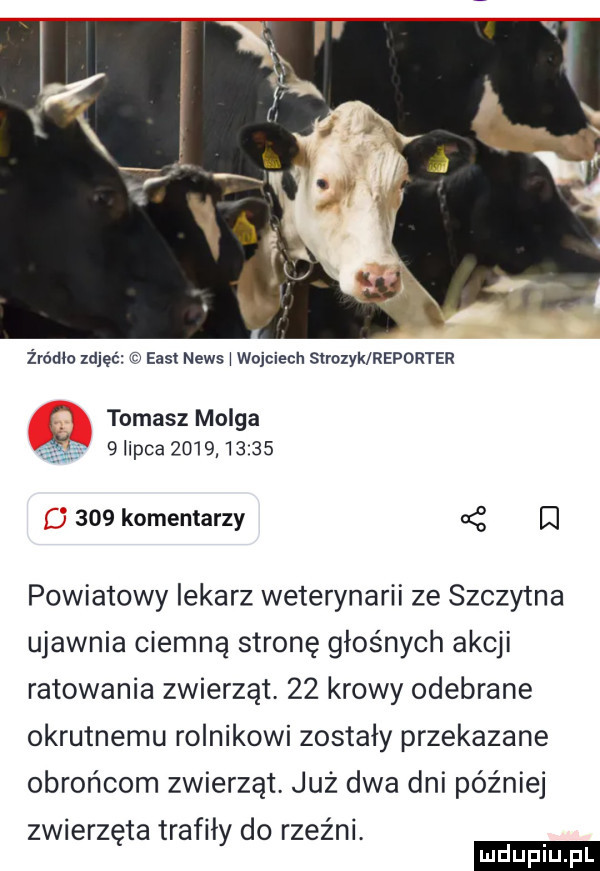 żródło zdjęć east news i wojciech sumak reporter tomasz monga   lipca               komentarzy   q powiatowy lekarz weterynarii ze szczytna ujawnia ciemną stronę głośnych akcji ratowania zwierząt    krowy odebrane okrutnemu rolnikowi zostały przekazane obrońcom zwierząt już dwa dni później zwierzęta trafiły do rzeźni