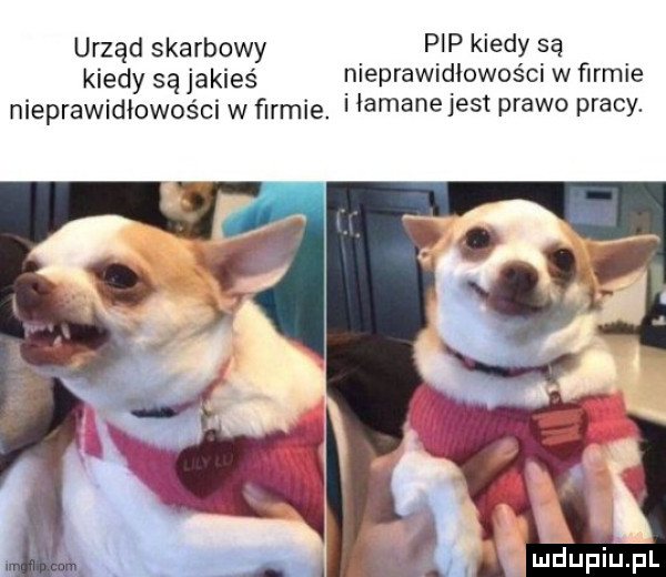 urząd skarbowy pip kiedy są kiedy są jakieś nieprawidłowości w firmie nieprawidłowości w firmie. iiamane jest prawo pracy