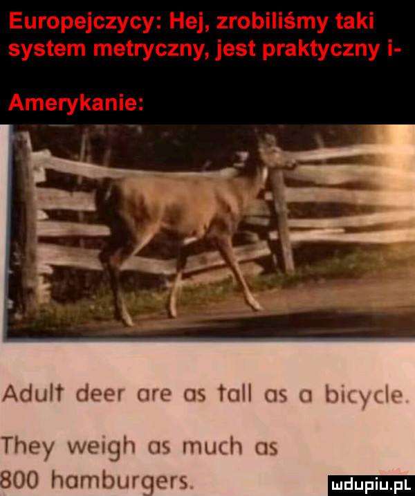 adult dier are os tall os   bicykle they weigh os much as    homburers