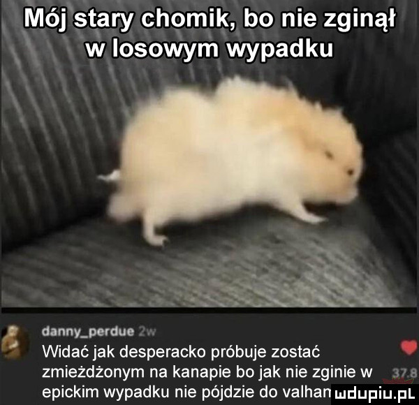 mój stary chomik bo nie zginął xx wlosowym wypadku v. abakankami u    danny pefdue. vwdać jak desperacko próbuje zostać. zmiezdzanym na kanapie bo jak nie zginie w v a epickim wypadku nie pójdzie do valhan