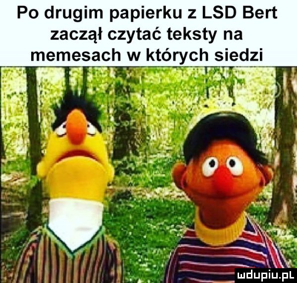 po drugim papierku z lsd bert zaczął czytać teksty na memejach w których sie dni ludupiu. pl